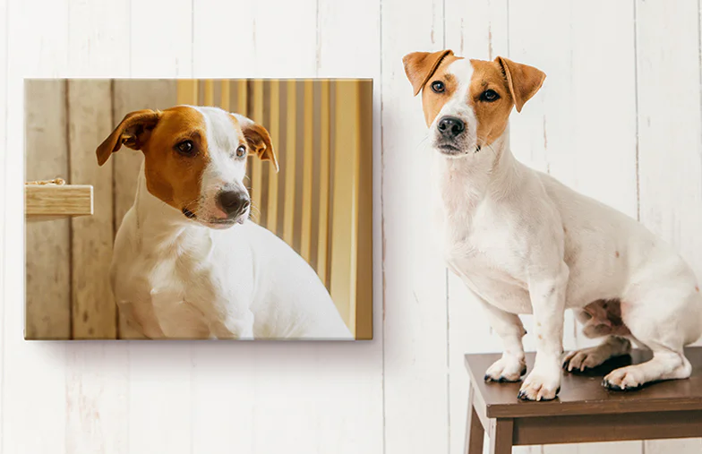 Stampe su Tela di Foto di Animali Domestici|Stampe su Tela di Foto di Animali Domestici|Stampe su Tela di Foto di Animali Domestici|Stampe su Tela di Foto di Animali Domestici|Stampe su Tela di Foto di Animali Domestici|Stampe su Tela di Foto di Animali Domestici|||||